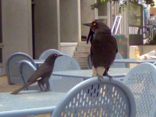 Burung Gagak teman makan siang di Kampus ANU