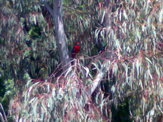 Burung Parkit Merah di depan kelas saya
